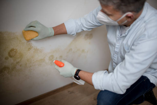 Mold Removal and Inspection in St Anthony, ID