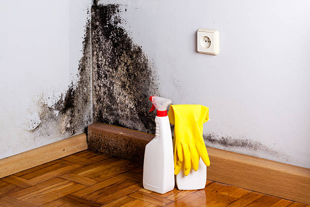 Best Professional Mold Removal  in St Anthony, ID