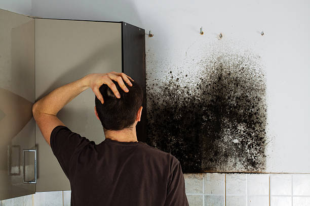Best Mold Remediation  in St Anthony, ID
