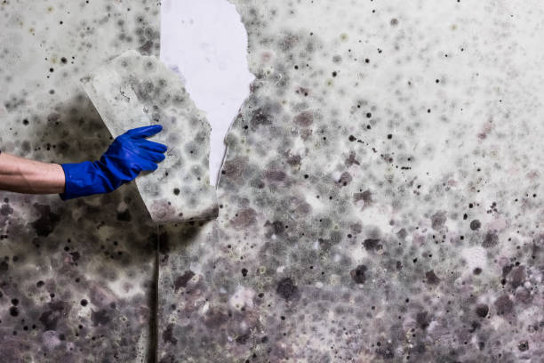Best Same-Day Mold Removal  in St Anthony, ID