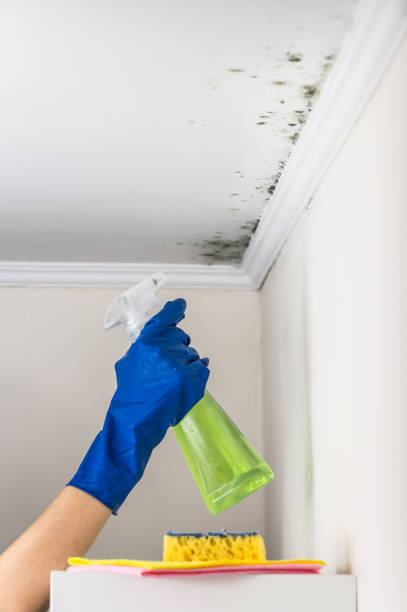 Trusted St Anthony, ID Mold Removal Experts